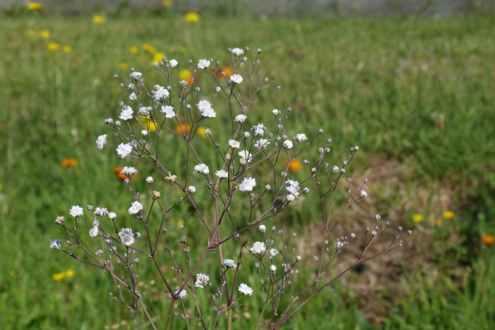 Gypsophile paniculata 'Bristol Fairry' - Pépinière de plantes vivaces -  Olivier Cazeneuve