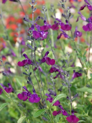 Salvia 'Nachtvlinder' - Pépinière de plantes vivaces - Olivier Cazeneuve